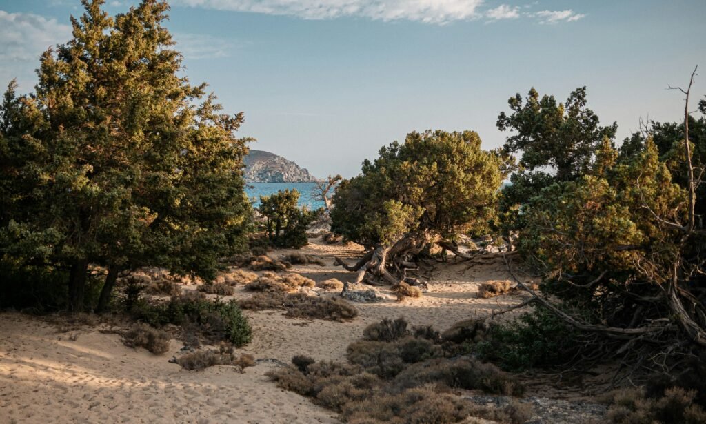 fotografia de cedros plantados na costa do mediterrâneo foto de Nik Shuliahin